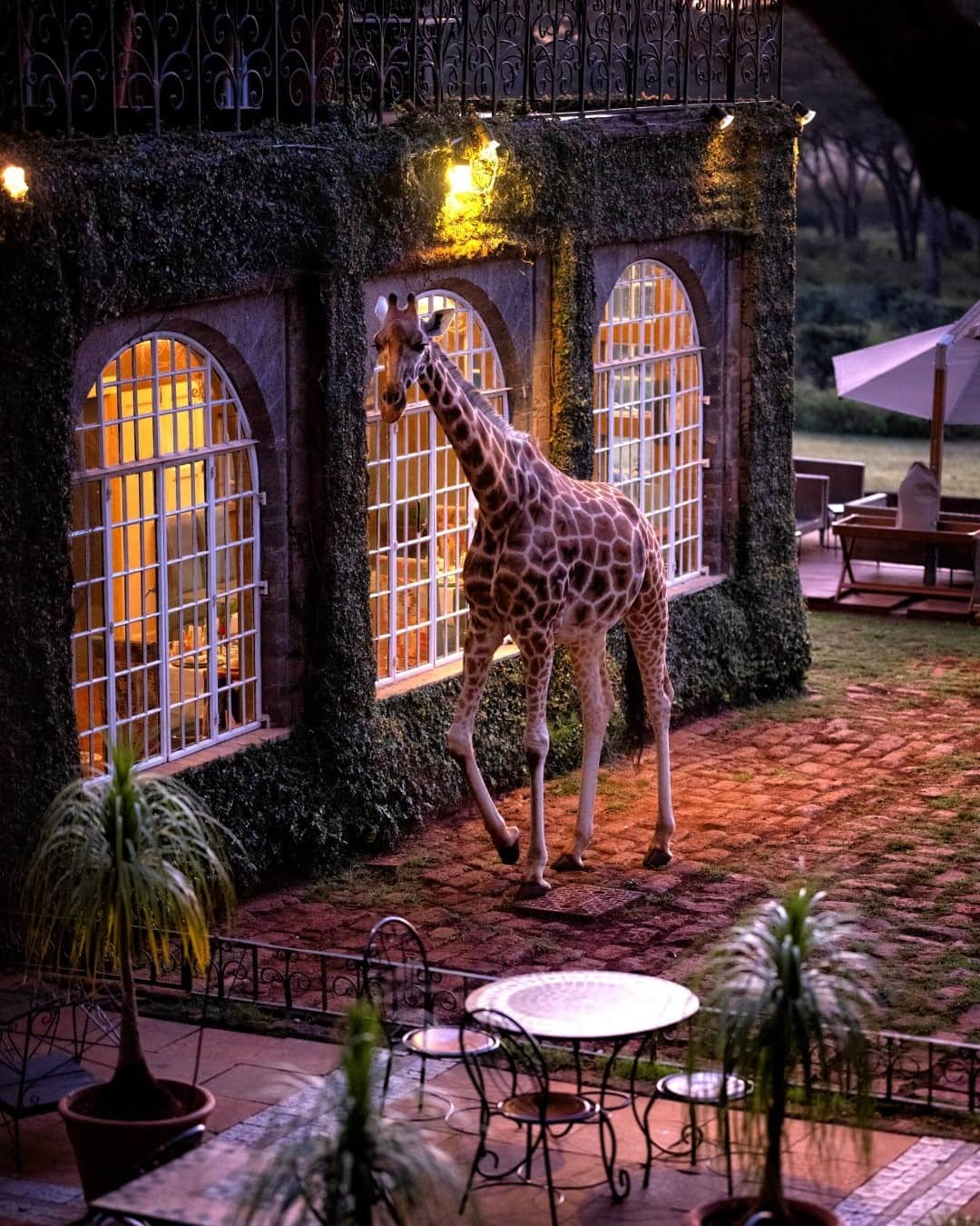 National Geographic Travelさんのインスタグラム写真 - (National Geographic TravelInstagram)「Photo by Keith Ladzinski @ladzinski / A giraffe casually walks across the courtyard of Giraffe Manor, a 12-room hotel located on the outskirts of Nairobi, Kenya. Built in the 1930s, this property has become a sanctuary for the highly endangered Rothschild giraffe. Today the manor is home to a breeding program dedicated to the preservation of this dwindling species. To see more photos from this remarkable place, please visit @ladzinski. #GiraffeManor #RothschildGiraffe」1月13日 0時38分 - natgeotravel