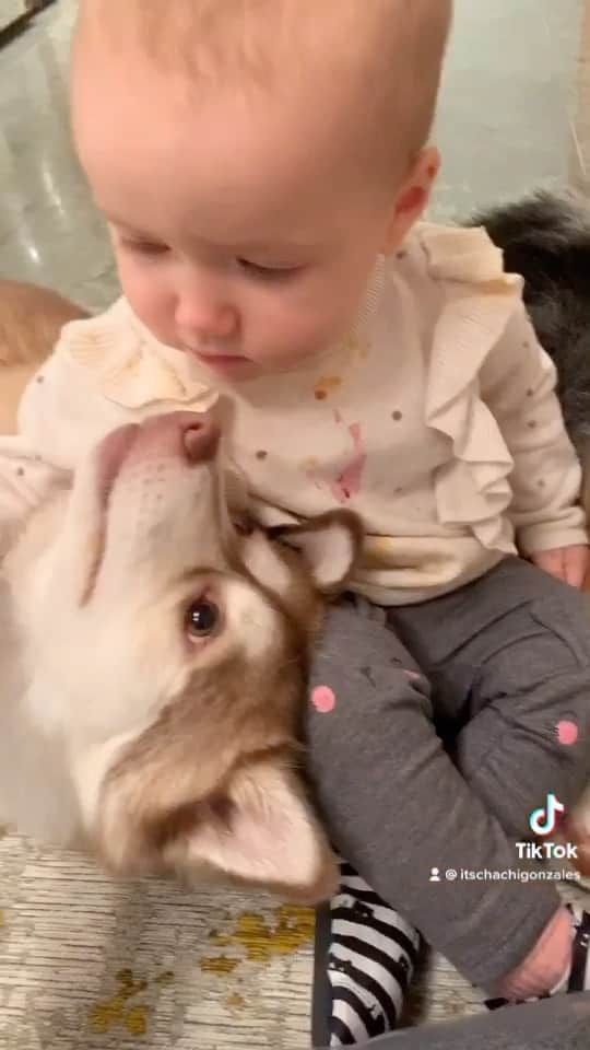 チャチー・ゴンザレスのインスタグラム：「Best friends since she came into the world ❤️ @t.rexthepom @bandit.thepom @so」