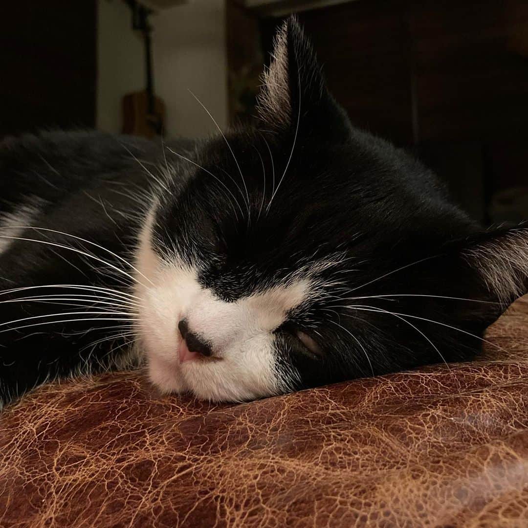ふうちゃん & カタクリンさんのインスタグラム写真 - (ふうちゃん & カタクリンInstagram)「眠ってる猫って見てるだけで癒されますよね #それが例え #死霊のはらわた的な寝顔でも #いい夢見ろよ #おやすみ」1月13日 1時08分 - micryo