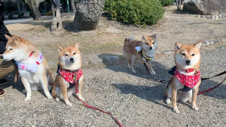 豆柴 サニーちゃんのインスタグラム