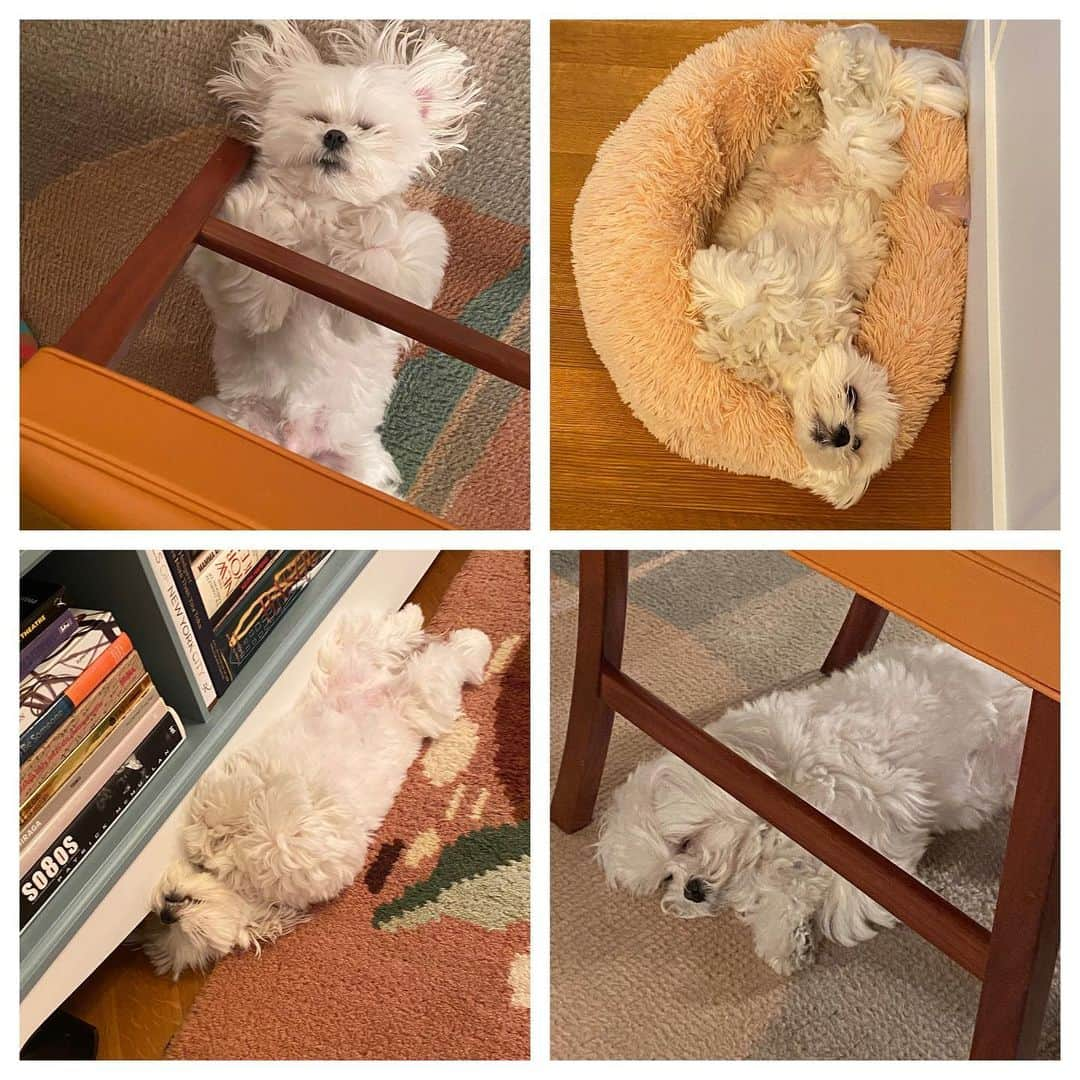 ジム・パーソンズのインスタグラム：「Upper left; Stevie asleep under my chair. Upper right; Stevie in repose on his bed grandma gave him. Lower right; Stevie asleep under Todd’s chair. Lower left; Stevie asleep under bookcase. 🐶 😴」