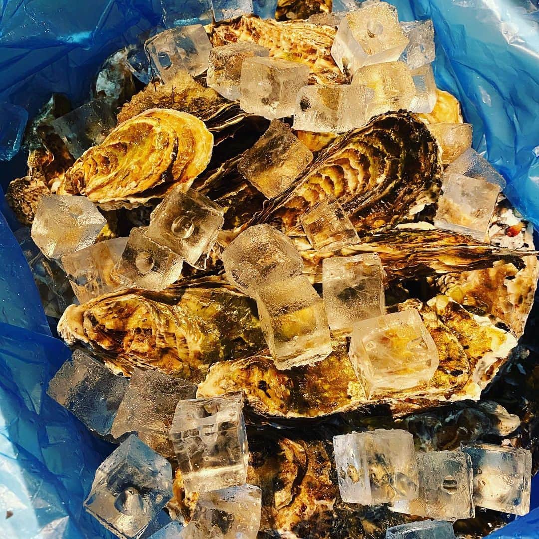 炉端焼き とろ函～とろばこ～ 堅田店のインスタグラム：「さて、良い牡蠣入りましたよ！ #牡蠣#とろ函#堅田#滋賀#蟹#北海道 #堅田駅前#駅前#地酒＃いくら#コロナ対策 ＃炭火#炉端#飲み放題あり#gotoキャンペーン」
