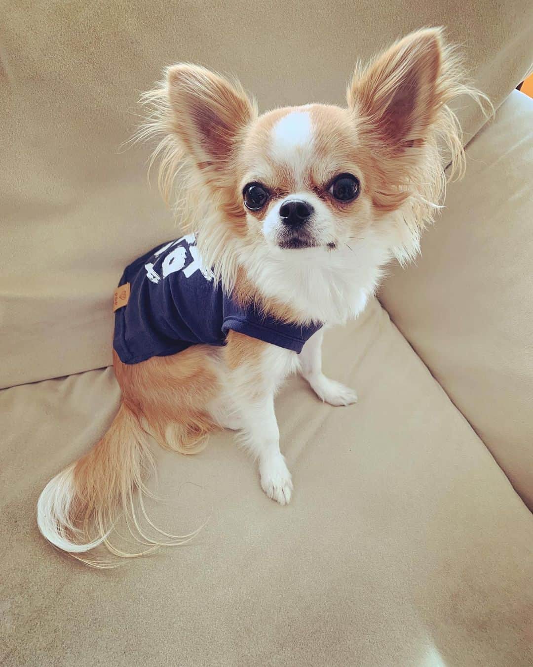 朝岡実嶺のインスタグラム：「雫の新しいお洋服🧡 2枚目のダウンは、お気に召さないようです😂  Shizuku’s new clothes. It seems that she doesn’t like the second jacket😂  #チワワ #わんこ  #missbibi #chihuahua #doggy #thedogsofinstagram #thechihuahualove」