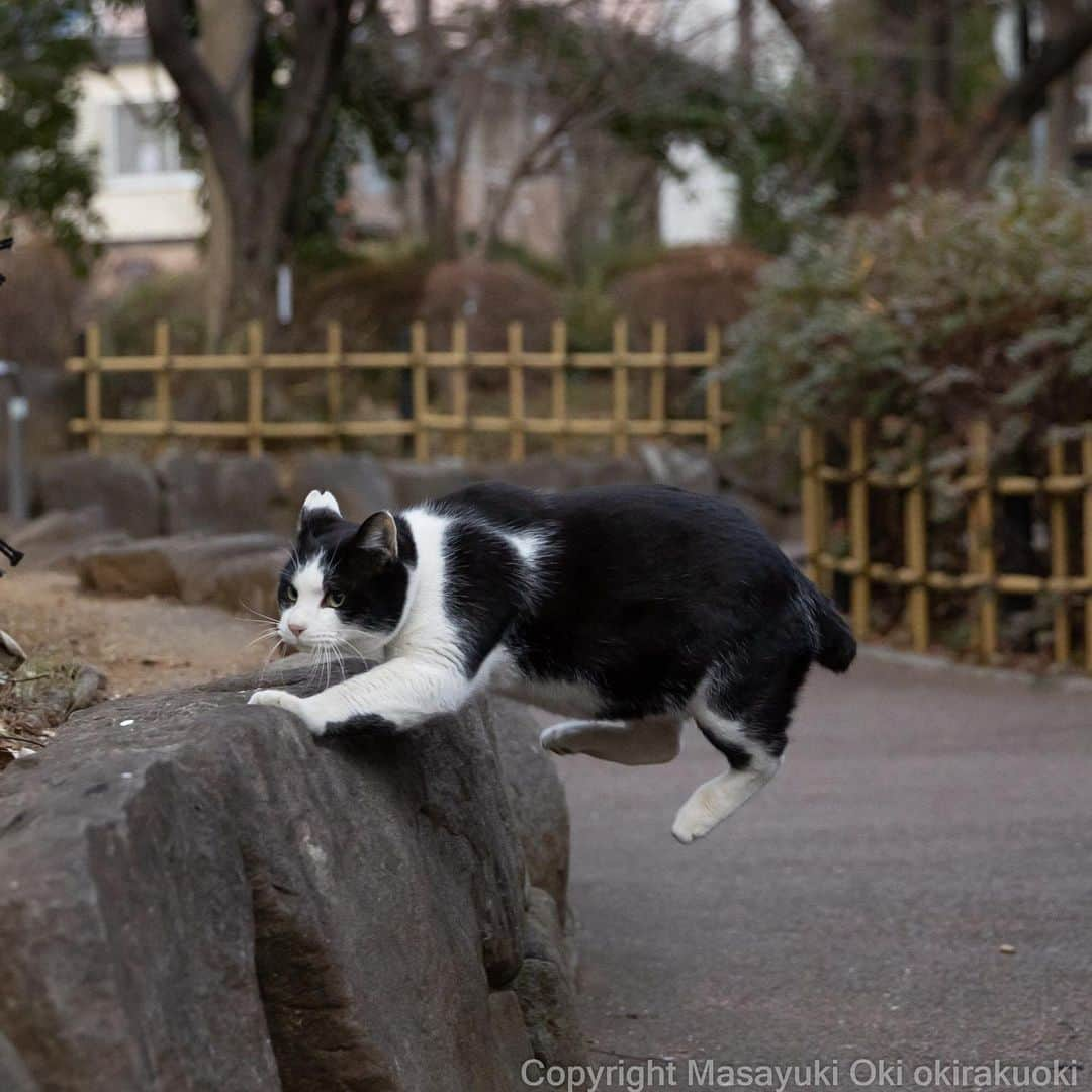 Masayukiさんのインスタグラム写真 - (MasayukiInstagram)「跳びのる。」1月12日 17時38分 - okirakuoki