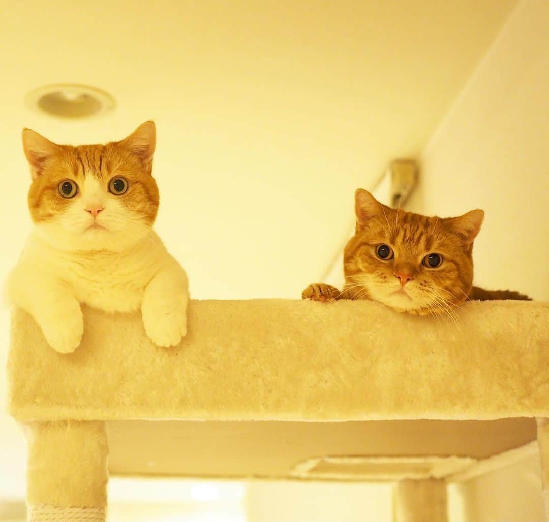 茶太郎 & きなこのインスタグラム：「のんびり短足兄妹にゃ(˶‾᷄ ⁻̫ ‾᷅˵)💕 Chataro and Kinako had a relaxing day😽💕 #キャットタワーの屋上がお気に入りにゃ #ここからの眺め最高にゃ #マンチカン#猫#munchkin #cat#catstagram #amazing#ねこ#茶トラ#短足#catsofinstagram#excellent_cats#9gag#cats_of_world_#instacat_meows#bestcats_oftheworld#catsofig#instacat#cats_of_instagram」
