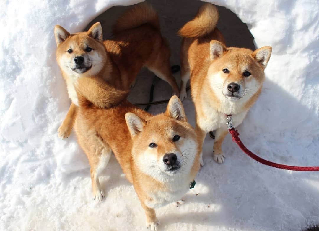 柴犬たま Shibainu Tamaさんのインスタグラム写真 - (柴犬たま Shibainu TamaInstagram)「すっかり雪が好きになったおしゅし達🐶🎵  Caption trans🇬🇧 The Sushi Brothers have grown to love the snow🐶🎵  #たま家族 #柴犬コイ #柴犬トロ #柴犬ウニ #おしゅし兄弟 #雪 #日本の冬 #かまくら #仲良し兄弟 #笑顔 #ふわもこ #かなりひし形 #柴犬 #shiba #shibainu #shibastagram #犬 #dog #多頭飼い」1月12日 18時02分 - tama7653
