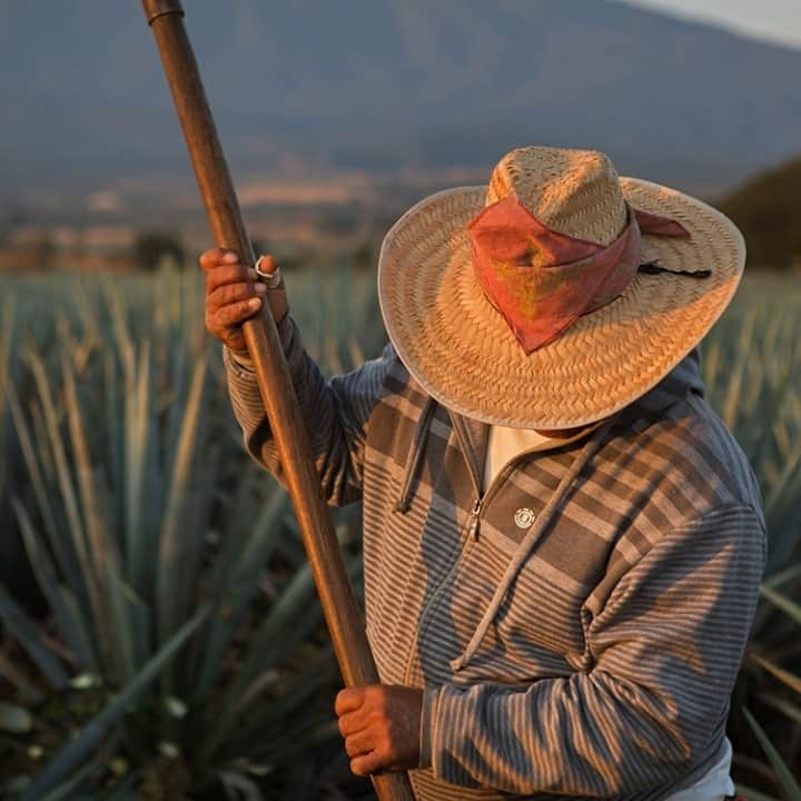 Jose Cuervo Japanのインスタグラム