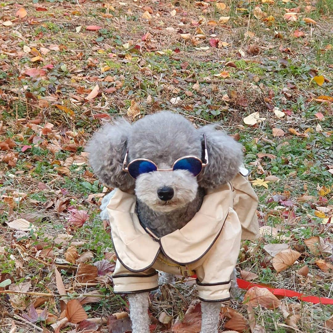 ジュンス さんのインスタグラム写真 - (ジュンス Instagram)「HAPPY BDAY TO #AUDREY  1/12 🐩 9살 된 오드리 생일 축하해 ❤  #AUDREY #오드리 #DOG #PET #개 #강아지 #2PM #투피엠 #JUN_K #준케이」1月12日 18時07分 - jun2dakay