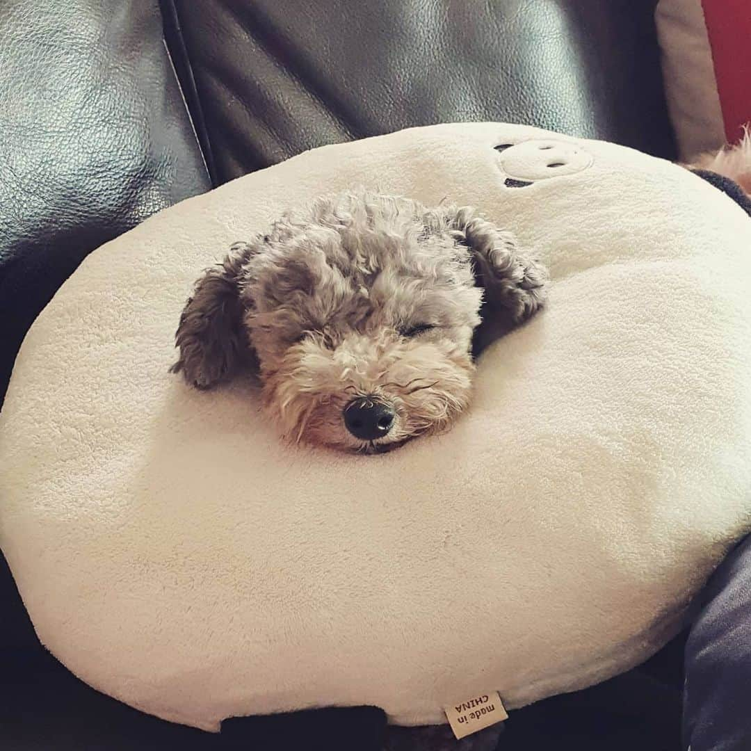 ジュンス さんのインスタグラム写真 - (ジュンス Instagram)「HAPPY BDAY TO #AUDREY  1/12 🐩 9살 된 오드리 생일 축하해 ❤  #AUDREY #오드리 #DOG #PET #개 #강아지 #2PM #투피엠 #JUN_K #준케이」1月12日 18時07分 - jun2dakay