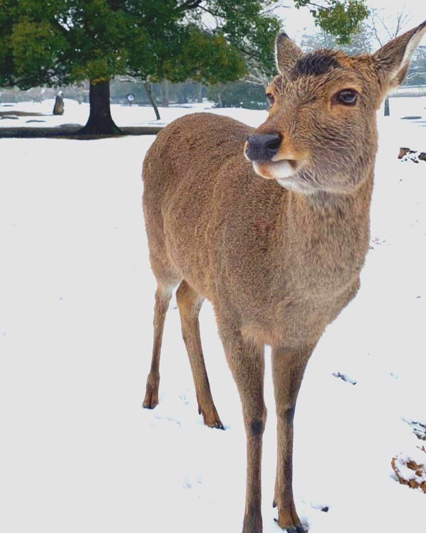 前田文香のインスタグラム：「今日は奈良も銀世界です❄️」