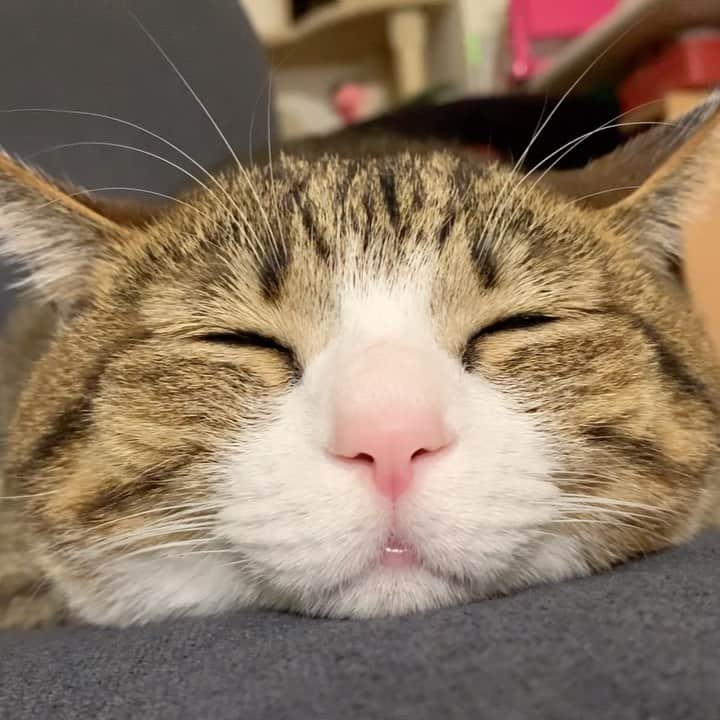 すずめくんのインスタグラム：「🍄🍄  すやすやすや…😴💓  #おねんねタイム  #すやすや   Unagi cat,sleeping😴」