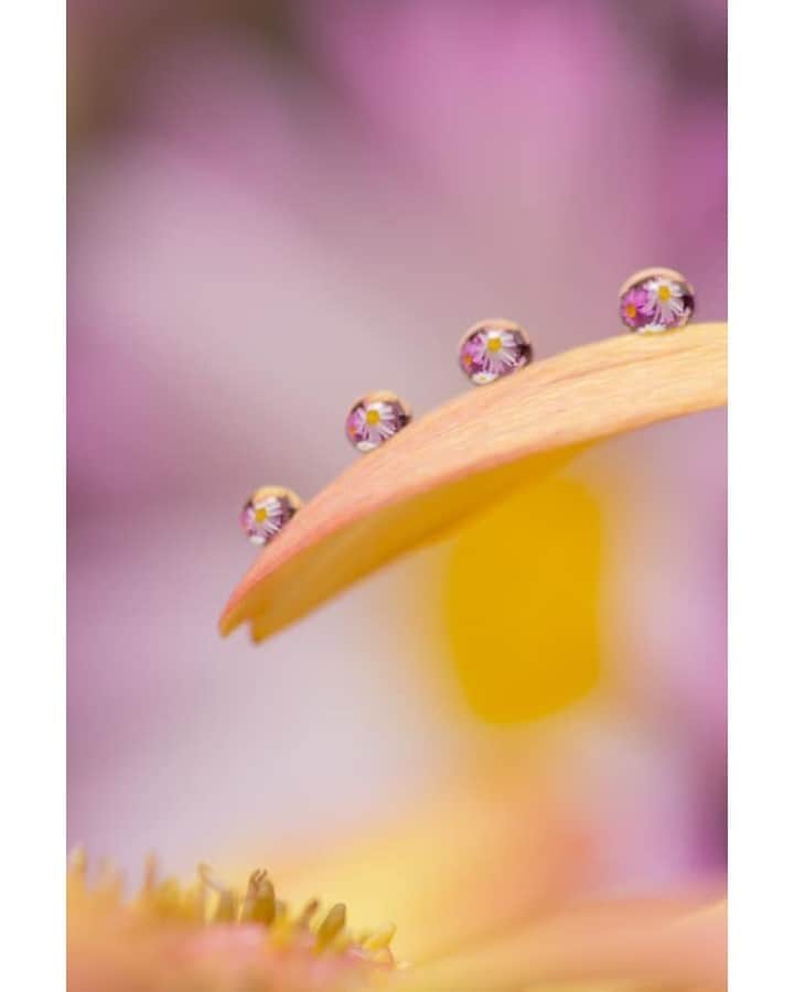 花の写真館のインスタグラム：「Photo by 坂口夢華.⠀ .⠀ Original Post[投稿いただいたURL]⠀ https://www.facebook.com/photo.php?fbid=1100631467016462⠀ .⠀ 本アカウントは、 #私の花の写真 をつけてInstagramに投稿された皆さまの花の写真や、「花の写真館」Facebookページで投稿された花の写真を紹介します。⠀ 「花の写真館」Facebookページは、「 @floral.photograph 」のプロフィールにあるURLからご覧ください。⠀ .⠀ ※各自、政府、自治体など公的機関の指示に従った行動をお願いします。⠀⠀ 東京カメラ部および分室では、写真を「見る楽しみ」を提供することを通して、微力ながら皆様にわずかな時間でも癒しをお届けしたいと思っております。⠀ ※本アカウントは東京カメラ部がFacebook、Instagramのサービスを利用して運営しているもので、Facebook社・Instagramとは一切関係ありません。⠀ .⠀ #花の写真館 #floralphotograph #floralphoto #flower #flowers⠀ Follow: @floral.photograph」
