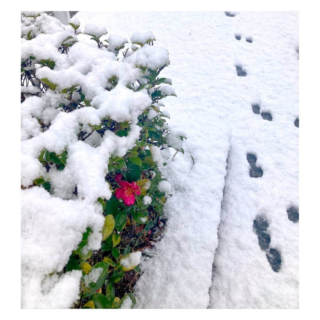 永倉由季さんのインスタグラム写真 - (永倉由季Instagram)「.﻿ .﻿ 朝の出勤時の奈良の様子⛄️﻿ ﻿ 誰にも踏まれてない﻿ 綺麗な状態の雪を﻿ 踏んでゆく時の嬉しさったら﻿ ﻿ ✅詳しくはアメブロにて　↓﻿ ﻿ http://ameblo.jp/naga-yuki﻿  #雪　#snow #綺麗　#奈良  #ざくざく踏む　#気持ちいい #雪景色　#今年は寒い」1月12日 19時34分 - yuki_nagakura67