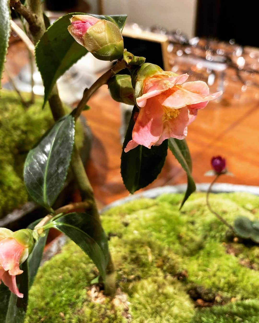 GLOBE SPECS_officialさんのインスタグラム写真 - (GLOBE SPECS_officialInstagram)「京都店の植栽が変わりました。  椿の西王母と寿侘助、足元には寒菊と雪割草です。 椿は冬の間に寒さに耐えて開く、凛とした健気な気品のある花。 ぱっと咲いて潔く散る様から、「一期一会」の意味を持つとされてます。 この一瞬を大切に。 いろんな思いが感じられる植栽になってます。  今回も素敵な植栽を担当して頂いているのは　@mitate_hanaya さんです。 いつもありがとうございます。  #green  #globespecskyoto  #植栽  #mitate」1月12日 19時42分 - globespecs_official