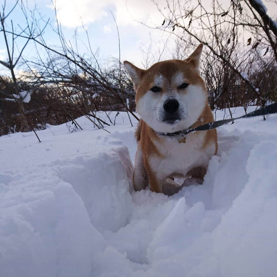 柴犬⭐️サスケのインスタグラム