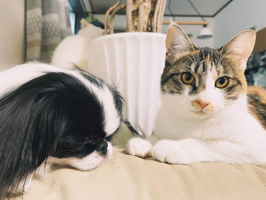 juntowaのインスタグラム：「たいこのが大きくなっちゃったよ。#デカ猫#犬と猫のいる暮らし」
