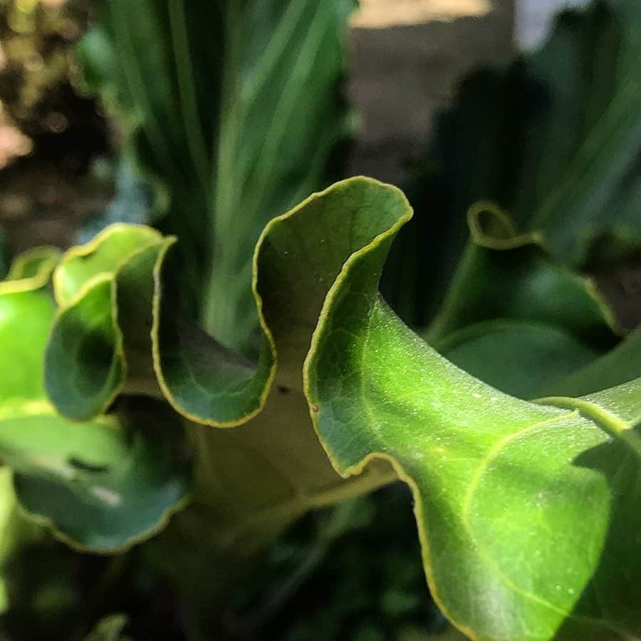 ベックスロックスのインスタグラム：「Constantly inspired by nature’s form 🌱  ⠀⠀⠀⠀⠀⠀⠀⠀⠀ Taken in our Master carver’s garden where he has a collection of homegrown exotic plants and succulents from across the archipelago.  ⠀⠀⠀⠀⠀⠀⠀⠀⠀ #Sustainableluxury #organicform #mothernature #inspiredbynature #greendream  #naturesway」