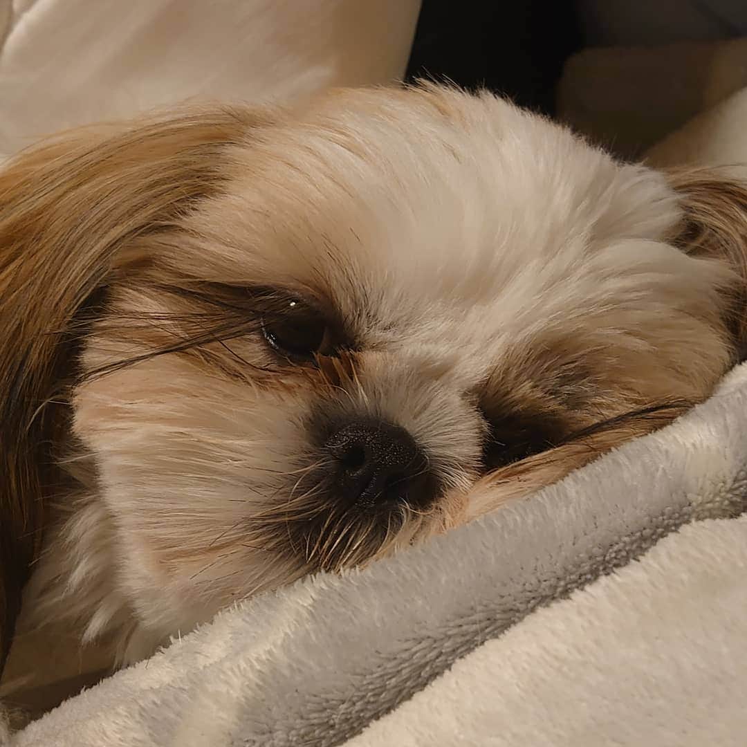 Kukkaのインスタグラム：「雨は降ったけど雪降らなかった。」