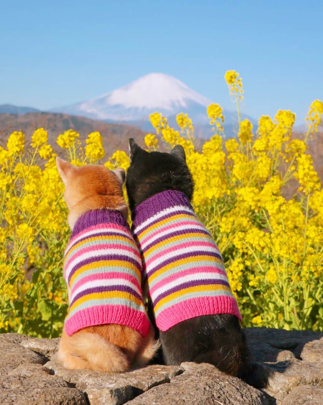 柴犬 けんしろう ゆりあのインスタグラム：「🌼🐶🗻🐶🌼  みなさんからの あったかいコメントやDMに すごくすごく励まされてます🥺  なんとお礼を言ったらいいか.. 🙏❤️  感謝の気持ちをのせて けんゆりからみなさんへ 早春の絶景をお届けしますね🌼 . . そして、おすすめの介護用品を教えて下さったり貴重な情報下さったみなさんありがとうございます！もしよろしければ、食べない飲まない時にこれだったら食べたよ、飲んだよという情報や全介助状態になった時、この容器を使ったら食べさせやすかった飲ませやすかったという情報をお持ちの方いらっしゃいましたら、ぜひ今後のために教えてくださいませ☺️❤️ . . Location:Kanagawa(2019年1月撮影)」