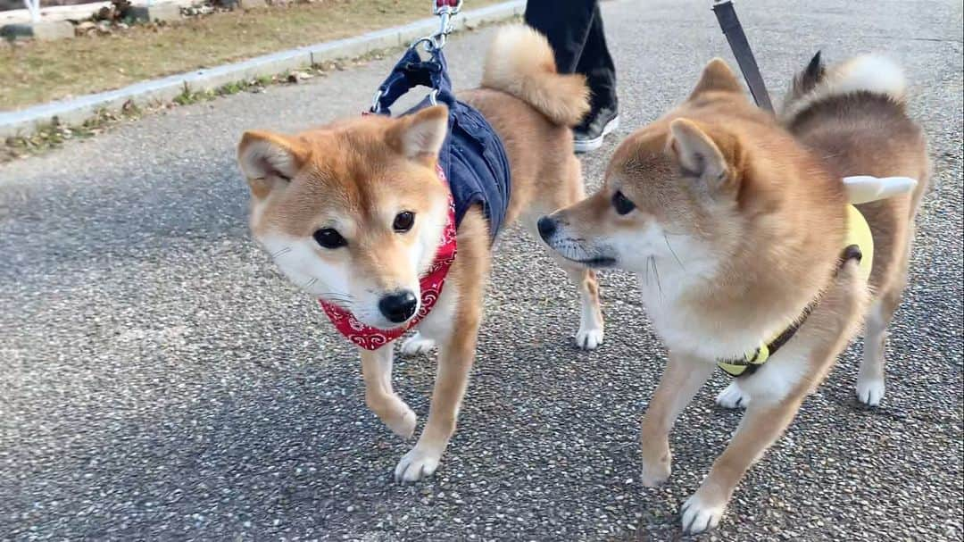 豆柴 サニーちゃんのインスタグラム