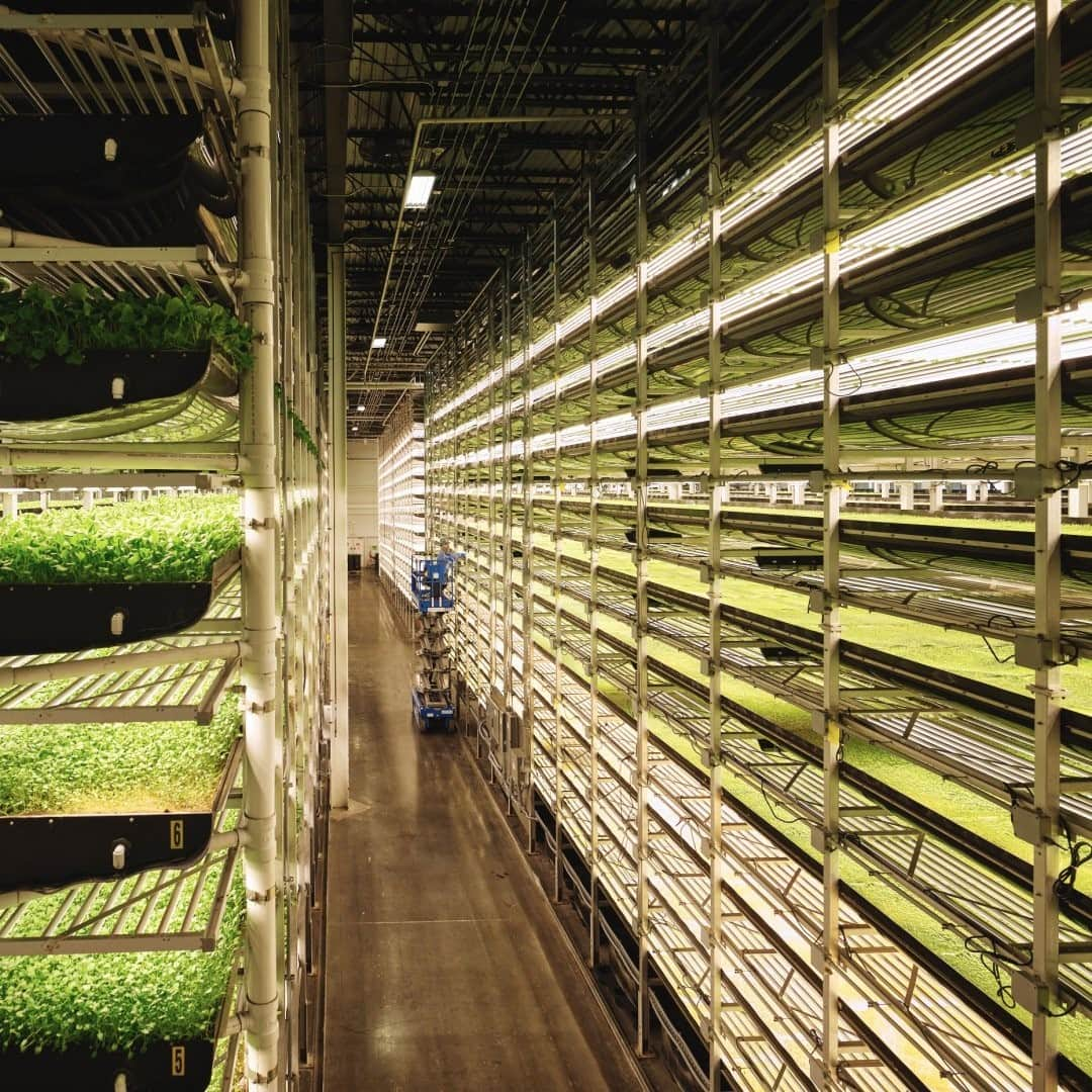 ナショナルジオグラフィックさんのインスタグラム写真 - (ナショナルジオグラフィックInstagram)「Photo by @lucalocatelliphoto / The world’s largest indoor vertical farm, operated by Aerofarms at its headquarters in New Jersey, aims to raise vegetables sustainably year-round in the heart of an urban area. Leafy greens are grown on a substrate made from recycled plastic bottles. Water is misted on the roots from below, using a fraction than what would be needed outdoors, while LED lights allow growth around the clock.  Vertical indoor farms could be a productive way to repurpose industrial areas, and they’re surfacing as a promising solution to food security in our crowded cities.   In my latest story for National Geographic magazine, called "The End of Trash," I covered such circular economy solutions. By designing waste out of the production system, circularity aims to keep resources and materials in use while regenerating natural systems. Follow me @lucalocatelliphoto to learn how we can make a difference and the promising solutions to the pressing issues facing our planet. #environment #circulareconomy #farming #usa #lucalocatelliphoto  Check out Nat Geo's link in bio for more on this story.」1月12日 20時38分 - natgeo