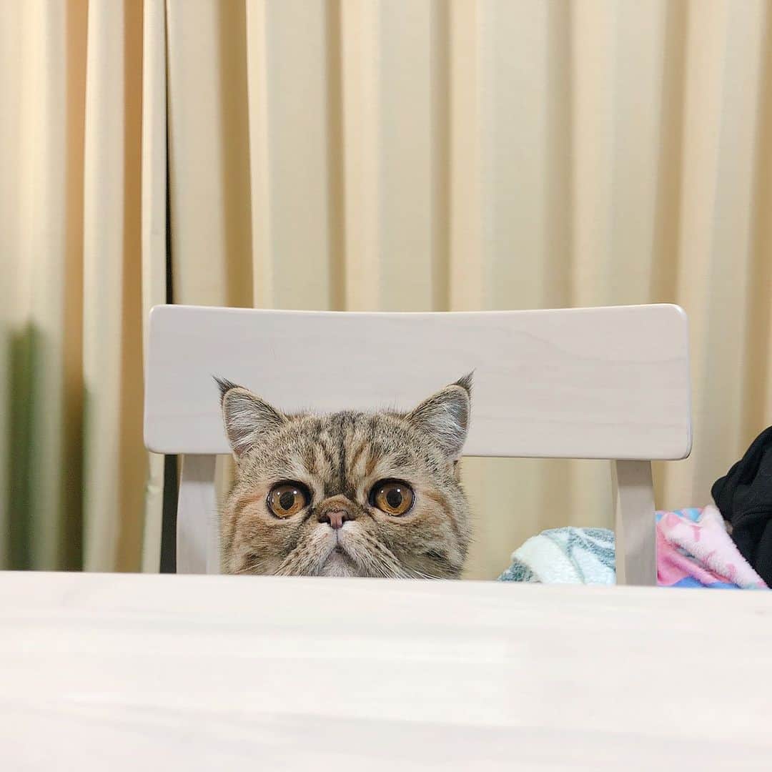 デカキンさんのインスタグラム写真 - (デカキンInstagram)「ねこねこ食パンのホームページみたいです！！！ #cat  #ミニたん ＃デカキン」1月12日 20時49分 - dekakin