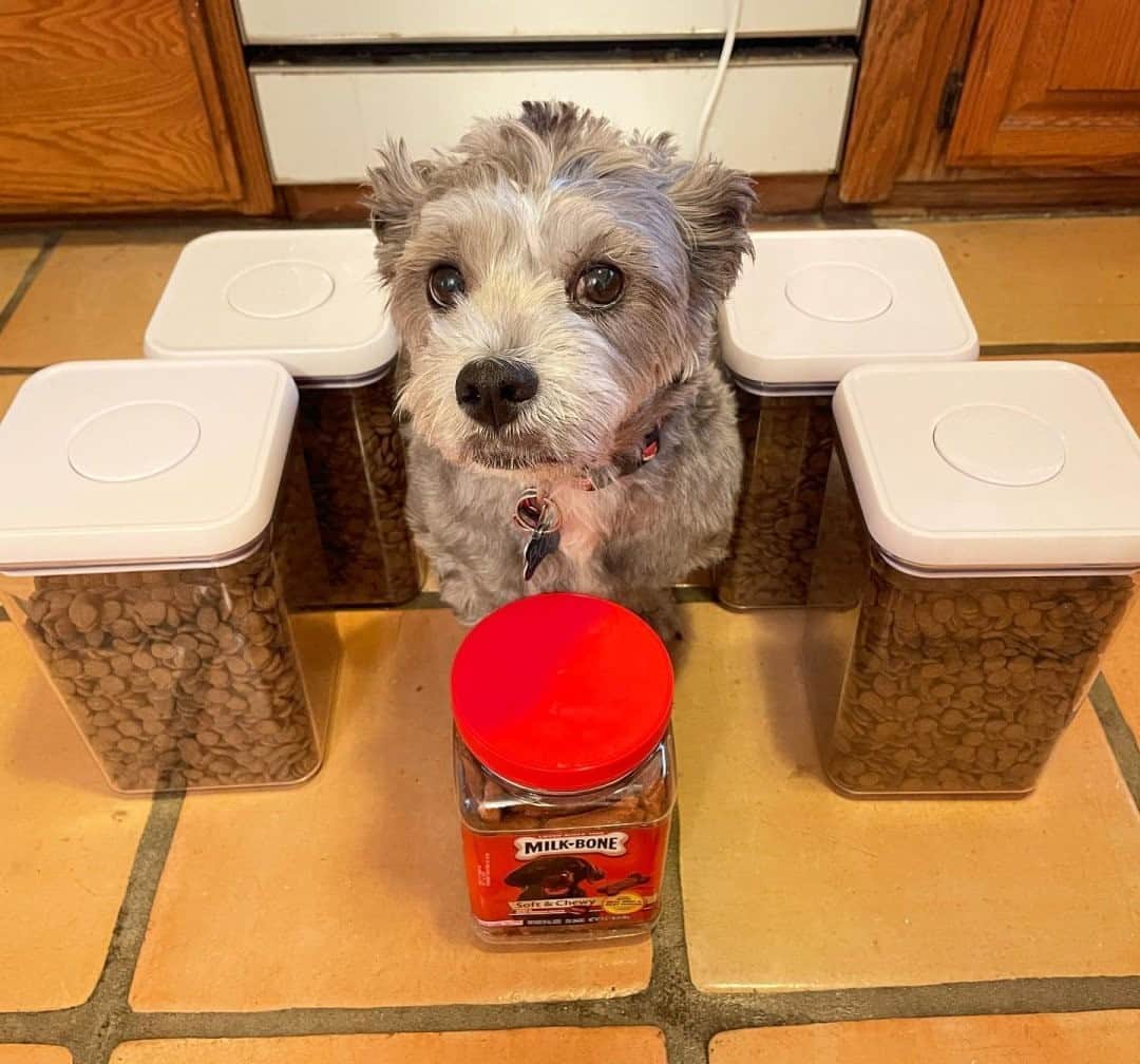 OXOさんのインスタグラム写真 - (OXOInstagram)「Even our furry friends appreciate some good POP containers.   📸: @bootaro.san」1月13日 2時18分 - oxo