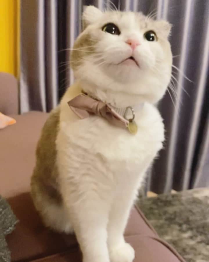 のインスタグラム：「. . おかん×3 . . 今朝LINE公式アカウントにアップした動画のShort Ver.😸 . #オカンと鳴く猫  #catsofinstagram #catlife #cats_of_instagram #みんねこ #サンデイ #無敵の親バカ同盟 #りぷちんに届け元気玉 #シマホでお参り」