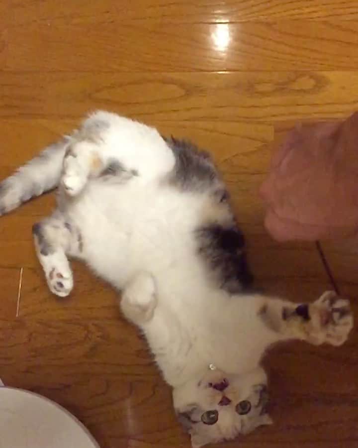 takegaeruのインスタグラム：「遊び方がぐうたらすぎるまりん🤣  #cat #scottishfold #猫 #スコティッシュフォールド #三毛スコ友の会」