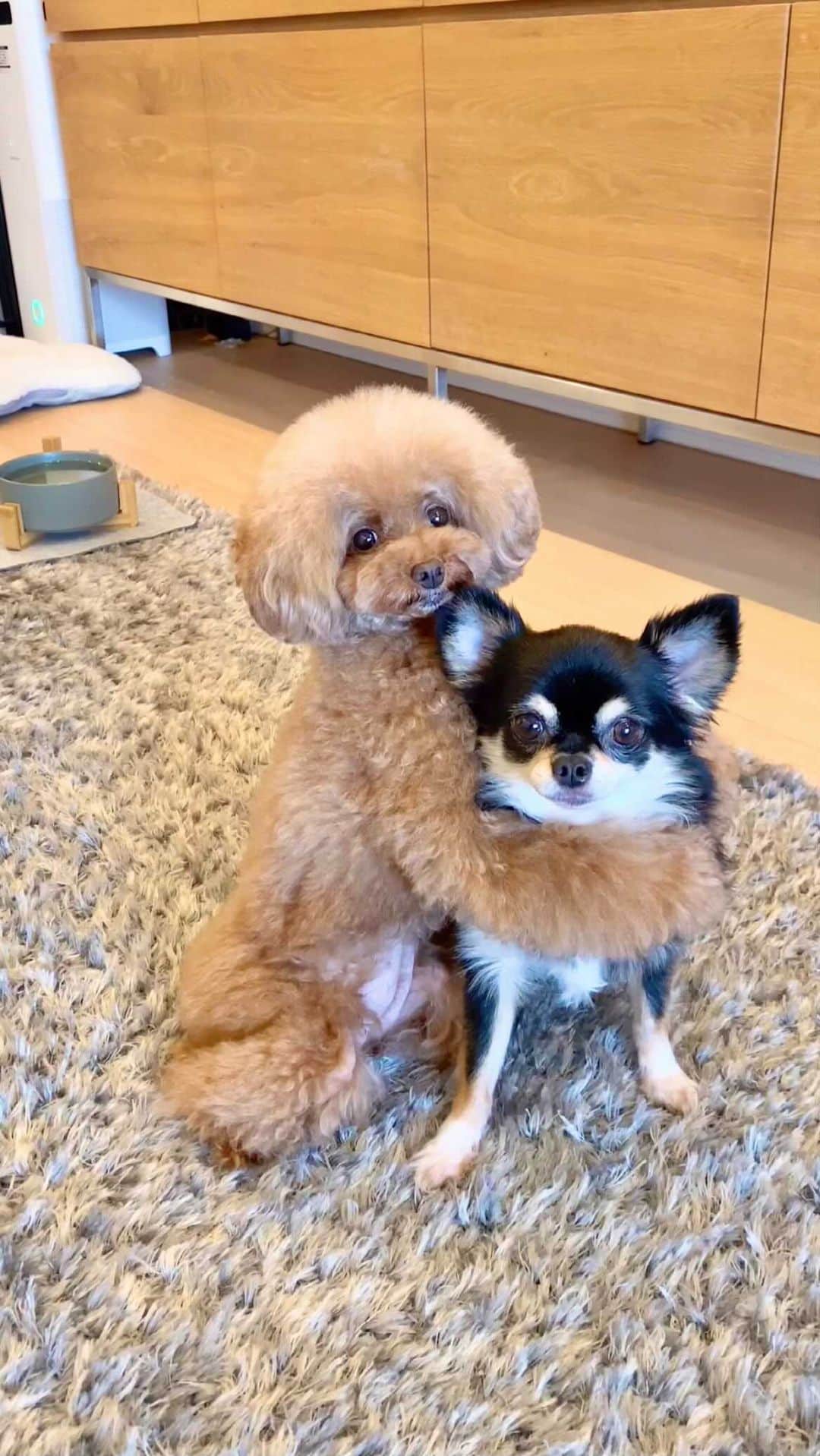 ショコラ❤︎あずき❤︎パンナのインスタグラム：「・ あずき姉さんに抱っこ〜💕😂 ・ ・ #トイプードル #プードル #トイプー #チワワ #わんこ #犬 #愛犬 #いぬすたぐらむ #犬バカ部 #いぬばか部 #いぬのいる暮らし #toypoodle #poodle #chihuahua #dog #dogs #cutedog #dogstagram #あずしょこぱん #パンナ #reels」