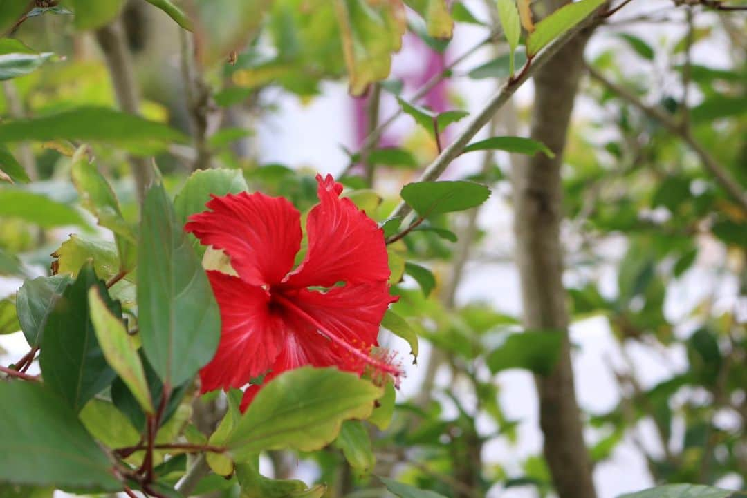 Hyatt Regency Naha Okinawaのインスタグラム：「Say hello to hibiscus🌺 #hyattregencynahaokinawa」