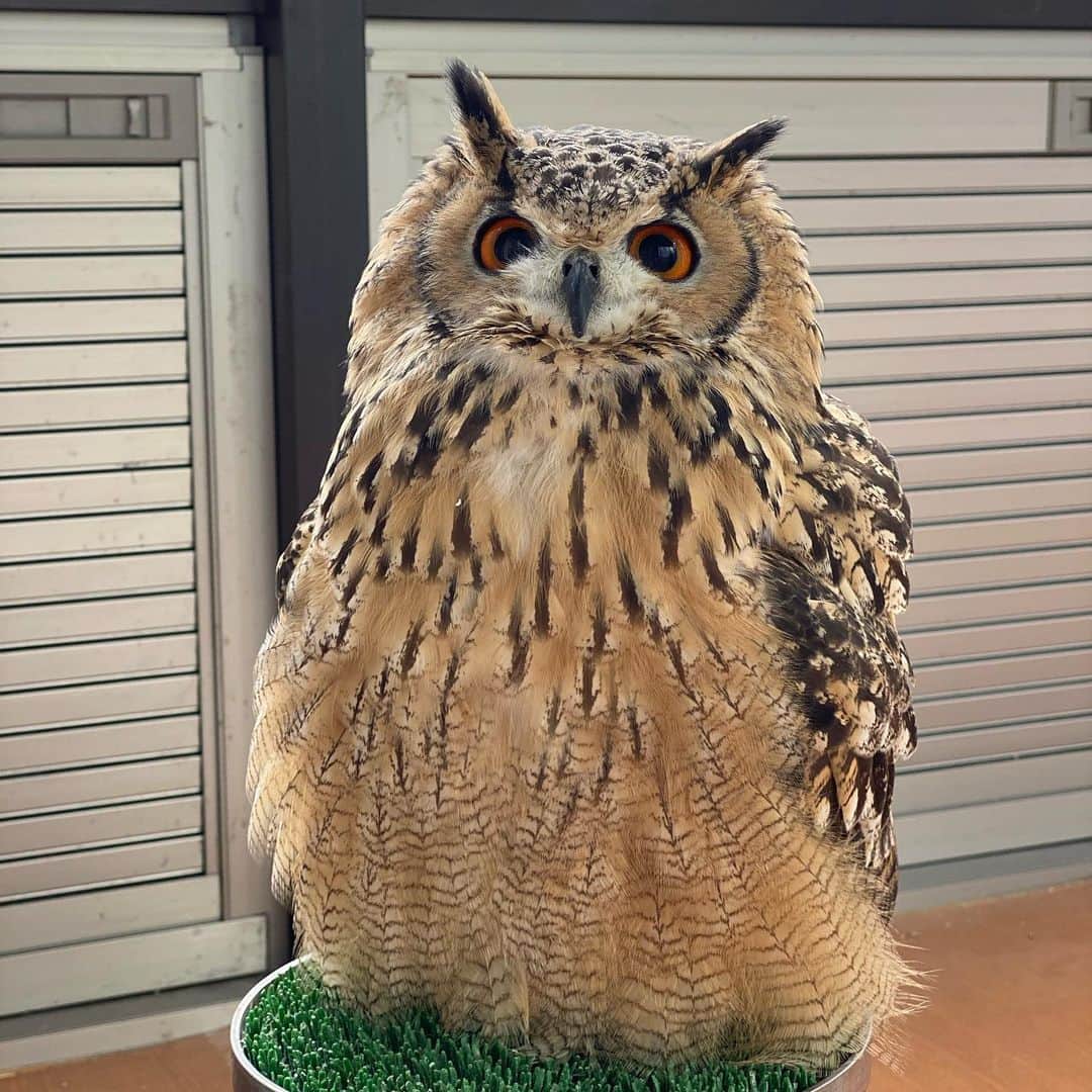 GEN3 Owlのインスタグラム：「やぁ、トトロだよ！ Hi, I'm Totoro!  #owl #owlgaru #フクロウ」