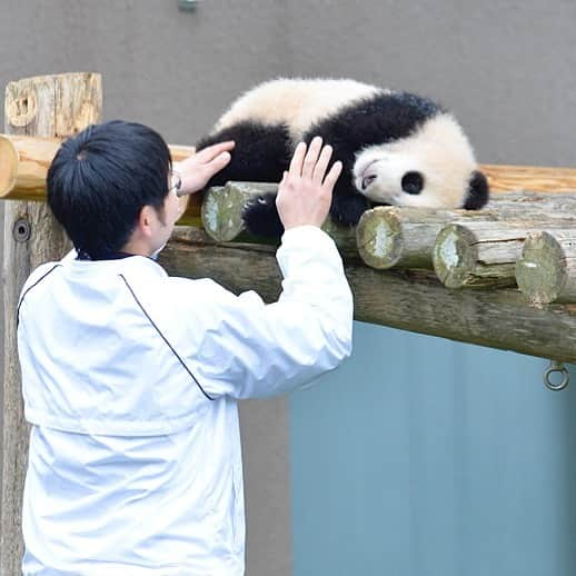 パンダ（白浜）さんのインスタグラム写真 - (パンダ（白浜）Instagram)「STILL ASLEEP LITTLE #結浜 🐼😊🐼 #photography #adventureworld #アドベンチャーワールド #ADVENTUREWORLDPANDAS #baby #HELLOLITTLE #pandamental #hellopanda #ハローリトル #ハローパンダ #パンダグラビア #パンダ　and #panda #pandababy 🐼🐼🐼」1月12日 21時47分 - hellopanda_book