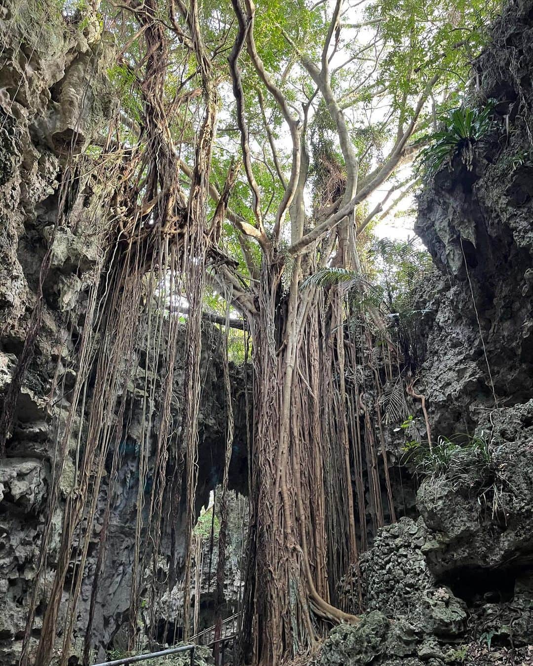CHERIさんのインスタグラム写真 - (CHERIInstagram)「🍃 Nature 🌿 🍃 　沖縄で自然を堪能してまいりました。 谷です。なので、、 title:彼女と谷デートなうに使っていいよ🤣🤣🤣 🍃 #彼女とデートなうに使っていいよ」1月12日 21時58分 - hi_cherish.gram