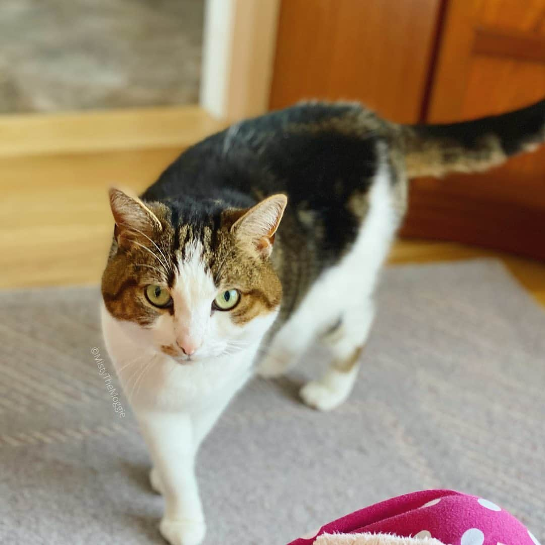 Misty The Moggieのインスタグラム：「Update! Misty is a lot perkier and more herself today after the 2nd vet visit. The results have concluded that she has no serious infection or disease 🦠 Good news! She just needs continued TLC and rest so her own immune system can fight it off. We’re continuing to monitor her at home and hopefully she’ll be back to her active self soon 💕 Thank you for all of the healing purrs so far #healingpurrscircle」