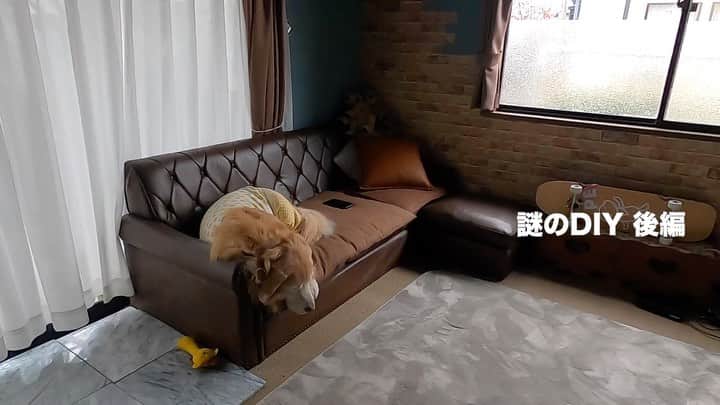 まゆみのインスタグラム：「。 。 バタバタして ずっとパジャマを着せられている あーちゃん😅 ぺーは二階から降りて来ないし 孤独なあーちゃん… 。 。 プチDIYが完成したよー🤣 続きはYouTubeで😅 是非観てー💖 。 。 #TVを壁に掛けたんだけど #何が高いって #TV壁掛け金具　😂😂 #あとは格安DIY 。 。 この日はぱんぱんの日で大事件！ それは明日のYouTubeで 明日の配信もお楽しみに！ 。 #ゴールデンレトリバー#goldenretriever#dog#犬#あーるん#golden#retriever#doglover#insta_dog#ぺんぺん子ちゃん#welovegoldens#Instagram#Instagramjapan#Instagramdogs#9gag#dogstagram#dogsofinstagram#dogs#doggy」