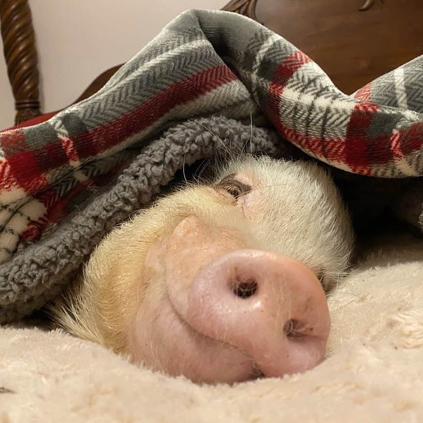 Priscilla and Poppletonのインスタグラム：「Silly Pop woke up like this! He’s still beaming over Alabama’s win last night. Believe it or not, he stayed up the whole game. Alabama’s PIGGEST fans are so excited they are the National Champions this year! Congrats to our favorite team! ROLL TIDE!🐷🅰️🐘#sillypop #alabamafootball #nationalchamps #PrissyandPop」