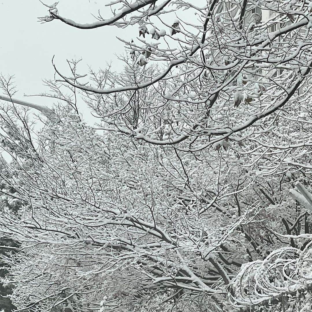 ジスさんのインスタグラム写真 - (ジスInstagram)「겨울의 나무가 좋아 눈을 입은 겨울의 나무가 좋아 🌨」1月12日 22時33分 - sooyaaa__