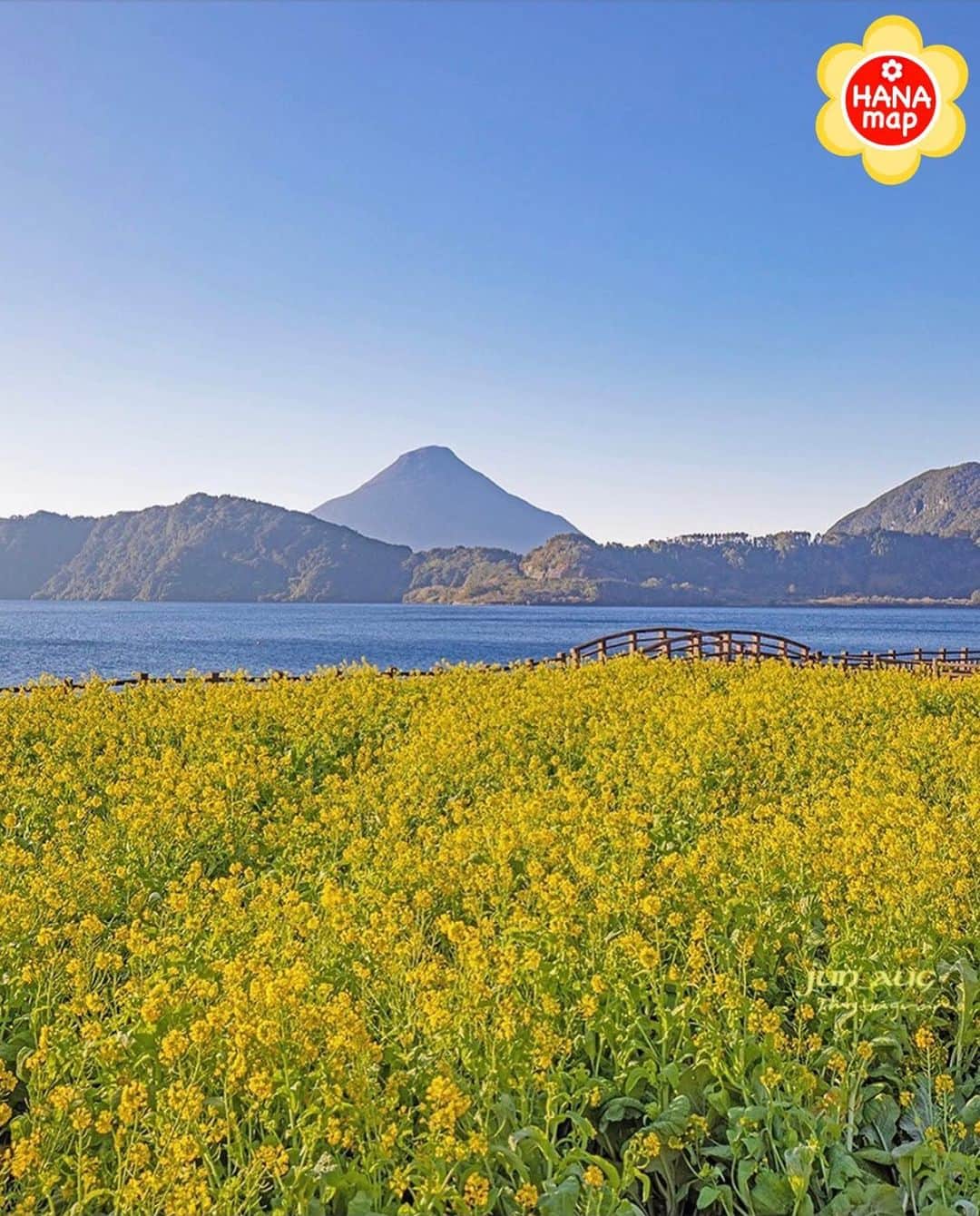 はなまっぷ❁日本の花風景さんのインスタグラム写真 - (はなまっぷ❁日本の花風景Instagram)「🌸はなまっぷ🌸 *  @jun_aug さんの 花のある風景に花まるを💮 * 暖かそうな菜の花にほっとする素敵な風景をありがとうございます😊🌸 * 鹿児島 #池田湖 Lake Ikeda, Kagoshima Pref. * 🌼菜の花の花言葉📝🌼 小さな幸せ、元気いっぱい * 見頃を過ぎている場所もご紹介しています。お出かけの際はHP等で最新の情報をご確認くださいね🙏🌸 * 🌸•••🌸•••🌸•••🌸•••🌸•••🌸 * いつも素敵なお花をありがとうございます😊 日本の花のある風景にタグ付けしてください🌸 お花があれば何でもOKです💓 * #はなまっぷ * #日本の美しい花風景#花のある風景#花#花言葉#風景#菜の花 * 🌸••••••お知らせ••••••🌸 * 花の写真展に参加してみませんか？？ 詳細はプロフィール記載のHP内をご覧ください」1月12日 22時49分 - hanamap