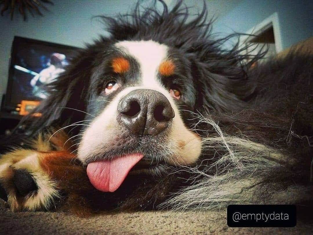 8crapさんのインスタグラム写真 - (8crapInstagram)「Am woke up like this 🤪 - Hashtag #barkedtongueout on your doggo’s tongue out photos/videos and get a chance to be featured! - 📷 @emptydata - #TheBarkedClub #barked #tongueouttuesday #tot #👅 #😛 #dog #doggo #BerneseMountainDog #Berners」1月12日 23時00分 - barked