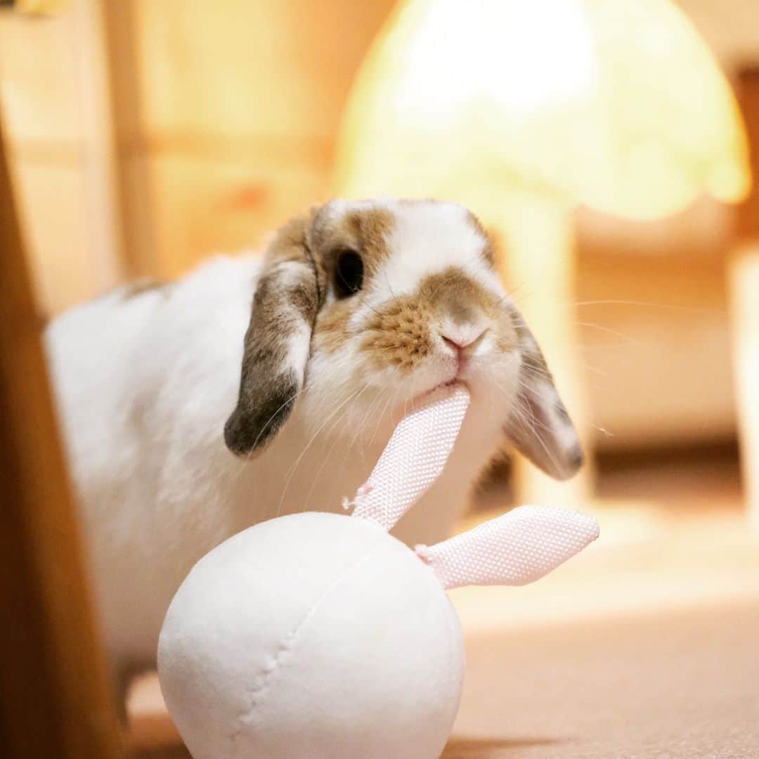 usagraphのインスタグラム：「耳の付け根、狙ってやってるきがする😂 ＊ ＊ ＊ #うさぎ　#rabbit #bunny #ふわもこ部  #WeeklyFluff #igersjp  #tokyocameraclub #東京カメラ部  #神戸カメラ部  #bunnystagram  #うさぎ部 #ホーランドロップ #hollandlop  #ファインダー越しの私の世界 #art_of_japan #myfujilove」