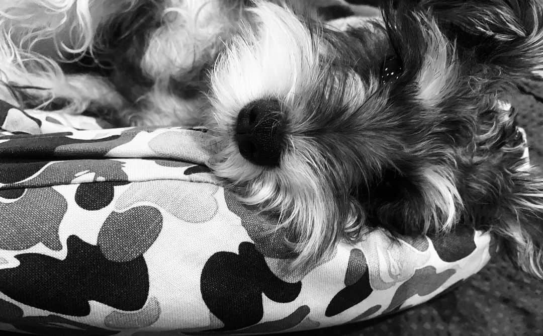 紺野千春のインスタグラム：「GOOD night #dog  #miniatureschnauzer  #♀」