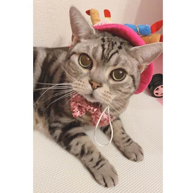 みねりお(旧：柴咲 凛)さんのインスタグラム写真 - (みねりお(旧：柴咲 凛)Instagram)「2021年1月12日🐈いいニャの日❤ 愛猫ちゃん11歳のお誕生日🥳🎂🎉💜✨  #愛猫 #お誕生日 #happybirthday #お誕生日おめでとう #アメリカンショートヘア #イチナナ #乳柱隊 #100cm超え #みねりお #みねパイ #リアル峰不二子 #撮影会 #グラビア #グラビアアイドル #グラドル自画撮り部 #タレント #インスタグラビア #カメラ #ポートレート #わっしょい #Kカップ #わがままボディ #おっぱい #爆乳 #sexy #１ミリでもいいなと思ったらいいね #ポールダンス #ポールダンス女子 #筋トレ #ストレッチ」1月12日 23時49分 - mine_rio