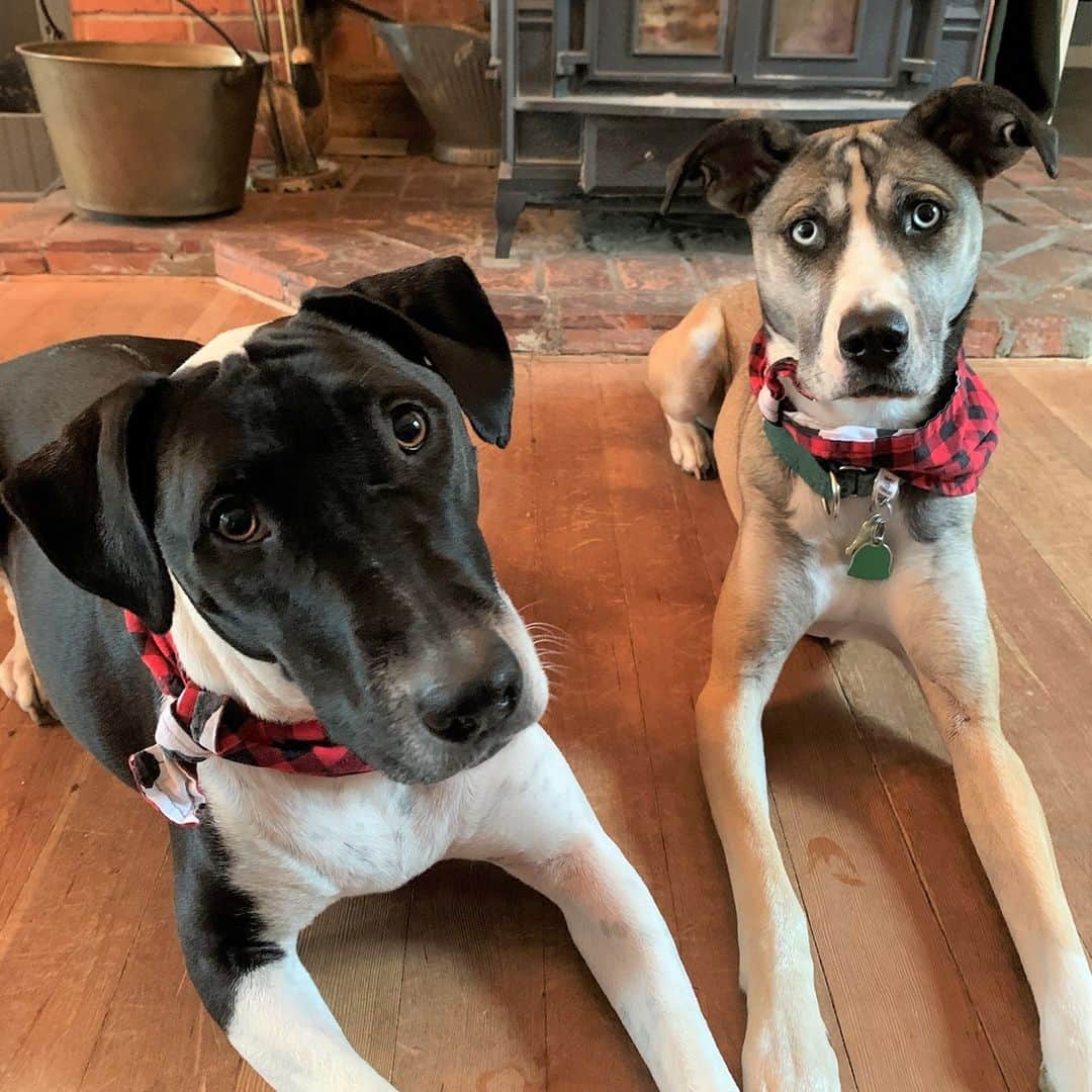 Ben & Jerry'sのインスタグラム：「Violet and Rosie think you should follow @benandjerrysfordogs and give your feed an extra swirl of cute! 🐕」