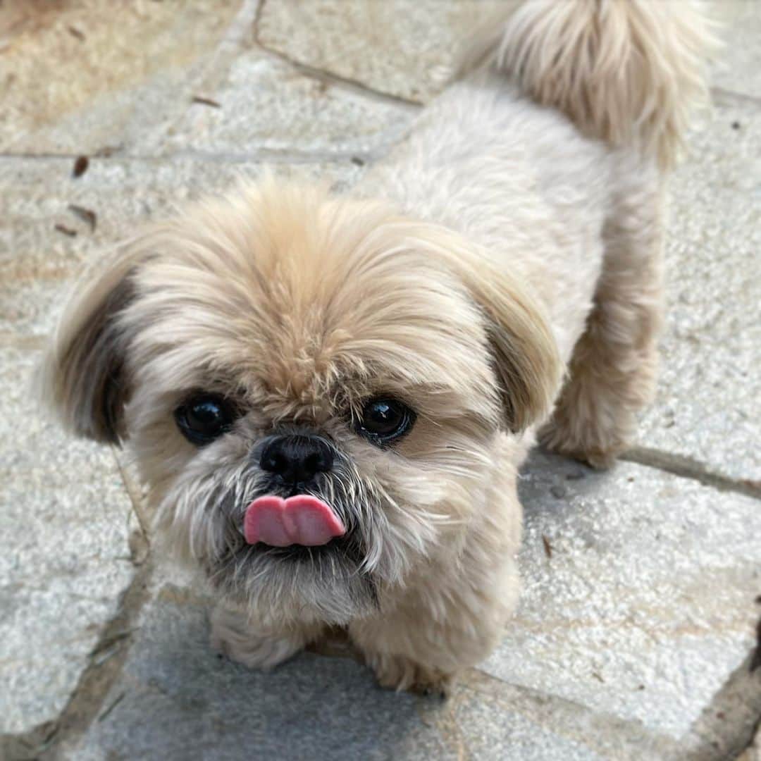 Dougie the Shih Tzuのインスタグラム：「Tongue out Tuesday 🐶」