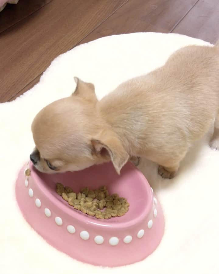 Kiyoのインスタグラム：「♚ Miké ♚ ミケうちの子記念日特集 2020年1月7日撮影 我が家に来て2日目 ごはんを食べている動画 ♚ この頃はゆっくり食べているのに いつからあんなに 早食いになってしまったのでしょうか😂 ♚ #puppy#puppies#puppiesofinstagram#dogs#dogsofinstagram#dogstagram#doglover#dogsofinstaworld#dog_features#instadog#instagramdogs#ilovemydog#chihuahua#chihuahuasofinstagram#chihuahualove#chihuahualife#dogsofbark#weeklyfluff#barked#animalsco#IGersJP#instagramjapan#todayswanko#pecotv#pecoいぬ部#チワワ部#チワワ#スムチー#decocoの子はみんな可愛すぎる ♚」