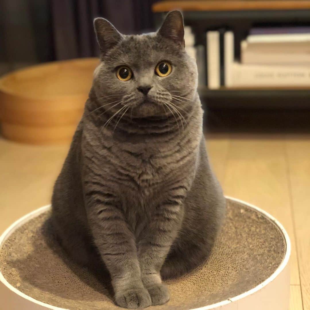 のインスタグラム：「ボクこれからいい子になるにゃ😽byタブ. . しおらしいポーズした後すぐにカーテン破ったタブ野郎🥲👊💥. . #ボサボサの未来が見える🔮 #冬毛もこもこ   .  #britishshorthair #bsh #kitten #igcats #cat #bluecat #eclatcat #catstagram #catsofworld #catsofinstagram #cats_of_instagram #cutepet #world_kawaii_cat #instagramcat #cute #catlover #ブリティッシュショートヘア #ブリショー #ねこ部 #ペコねこ部 #にゃんすたぐらむ #猫山商事 #ブリ商会 #多頭飼い #고양이 #кошка #قط #katze」