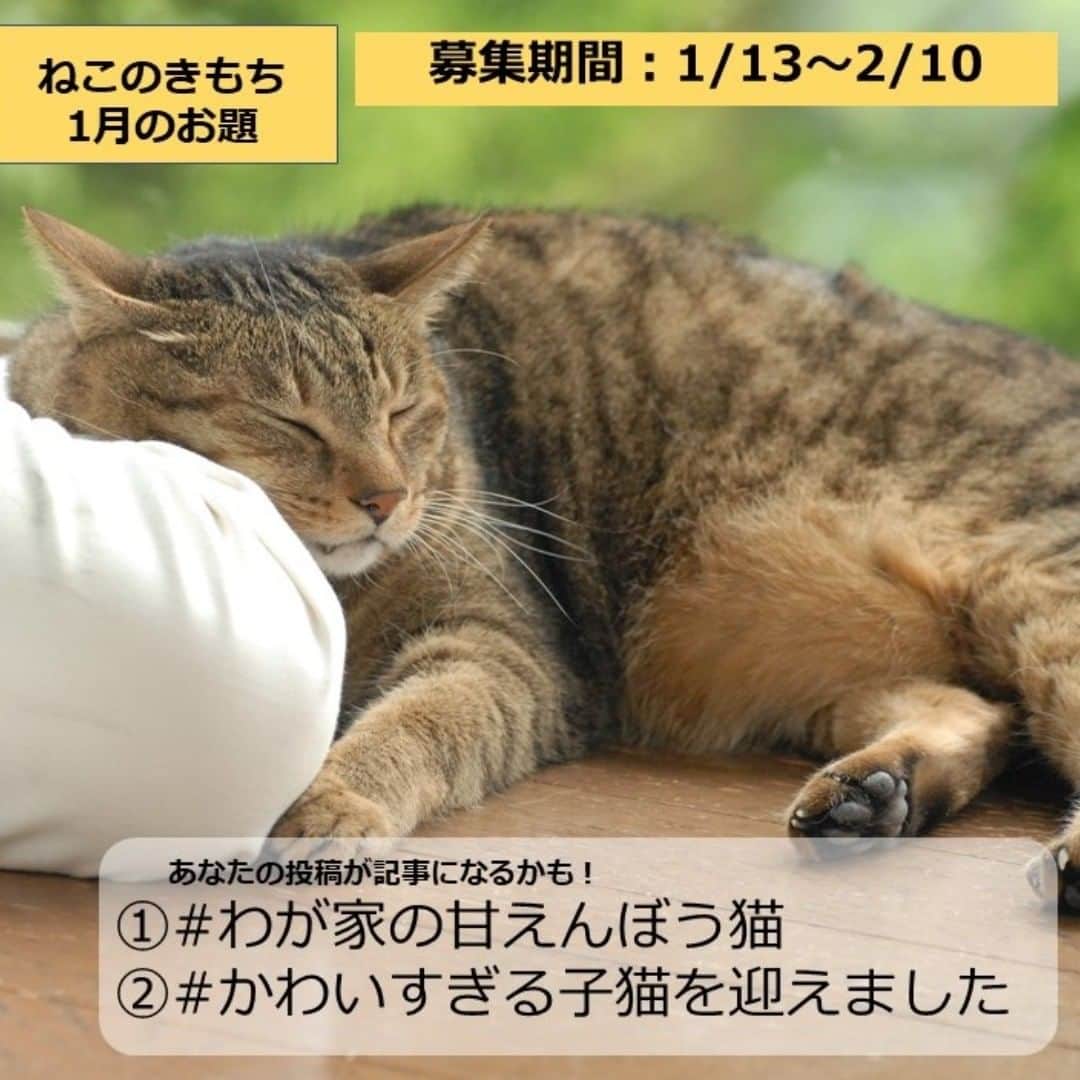 【公式】いぬのきもち・ねこのきもちのインスタグラム：「・ ／ 🐈🐈🐈 お題投稿、 今月も募集します！ ＼  みなさまこんにちは！ 『ねこのきもち』編集室です。 臨時的にお題に沿った投稿を募集します(*´▽｀*) 気軽に投稿していただけると嬉しいです♪  ・ ・  ★今月のお題★ 　 「#わが家の甘えんぼう猫 #ねこのきもち」  愛猫の甘えぶりがわかるたたずまい・ポーズ・表情などを とらえた写真をお待ちしています。 飼い主さんが一緒に映った写真も大歓迎です。 ねこのきもち2021年6月号に掲載されるかも!?  「#かわいすぎる子猫を迎えました #ねこのきもち」  子猫自慢大募集！　最近迎えたばかりの かわい過ぎる子猫の写真をお待ちしています。 さらに、先住猫との対面時の様子がわかる写真も大歓迎。 ねこのきもち2021年6月号に掲載されるかも!?  ・ ・ ▷投稿期間▶︎▶︎▶︎1月13日～2月10日 ・ ・  ★お題を投稿する際のご注意…|ω・)★  ・いぬのきもちねこのきもち公式インスタ「@inunekome」をフォローしてください！  ・上記３つのお題から好きなものを投稿してください！お題のハッシュタグを忘れずに！  ・必ず「#ねこのきもち」も入れてくださいね。  ・ハッシュタグと共にメンション「@inunekome」を付けて投稿してください。  ※ハッシュタグの「#」 は半角を使い、ハッシュタグとハッシュタグの間、および、ハッシュタグとメンションの間にはスペースを入れる必要があります。  ・ご投稿内容は雑誌「ねこのきもち」やねこのきもちWEB MAGAZINE、公式SNSに掲載、リグラムする場合がございます。 ※web掲載・リグラムに関しまして、事前のご連絡等は行いません。あらかじめご了承ください。 ※雑誌掲載の場合は事前にDMにてご連絡しますので、DMチェックをお忘れなく…！ 。  ・ これからも『ねこのきもち』をよろしくお願いします(*‘∀‘)  #ねこのきもち #わが家の甘えんぼう猫 #かわい過ぎる子猫を迎えました   ＊画像が切れていたので再アップしました。 即いいねを付けてくださった方、失礼しました！」