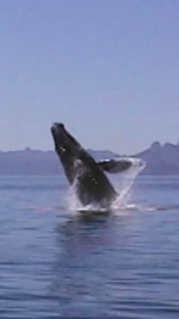 ナショナル ジオグラフィック TV (JP)のインスタグラム：「体に網が巻きついたザトウクジラを発見した家族。クジラは助けを求めているのか、船に近づいてきます。  「野生動物ビックリ映像集 2」より #ナショジオ #ナショナルジオグラフィック  #ザトウクジラ #クジラ #野生動物」