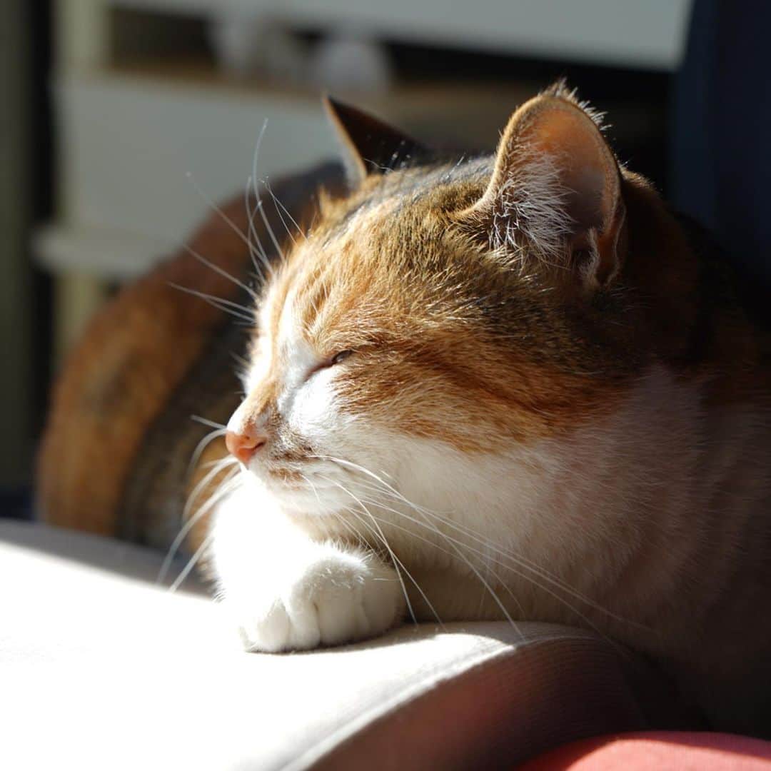 山田稔明さんのインスタグラム写真 - (山田稔明Instagram)「おはよ。久しぶりの晴れ。 #ポチ実 #三毛猫」1月13日 10時09分 - toshiakiyamada